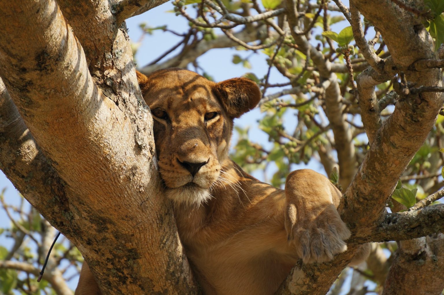 10 Days Uganda Safari