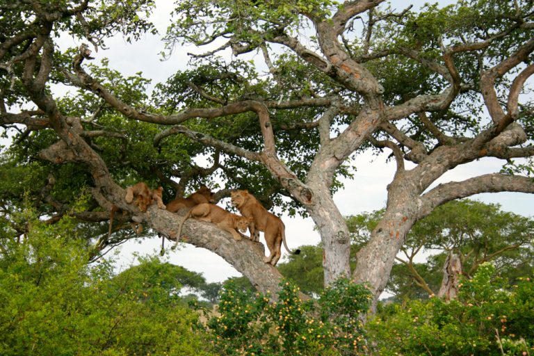 8 Days Uganda Safari