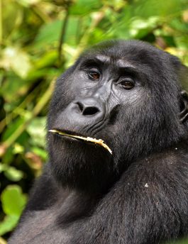 3 Days Gorilla Tour In Uganda