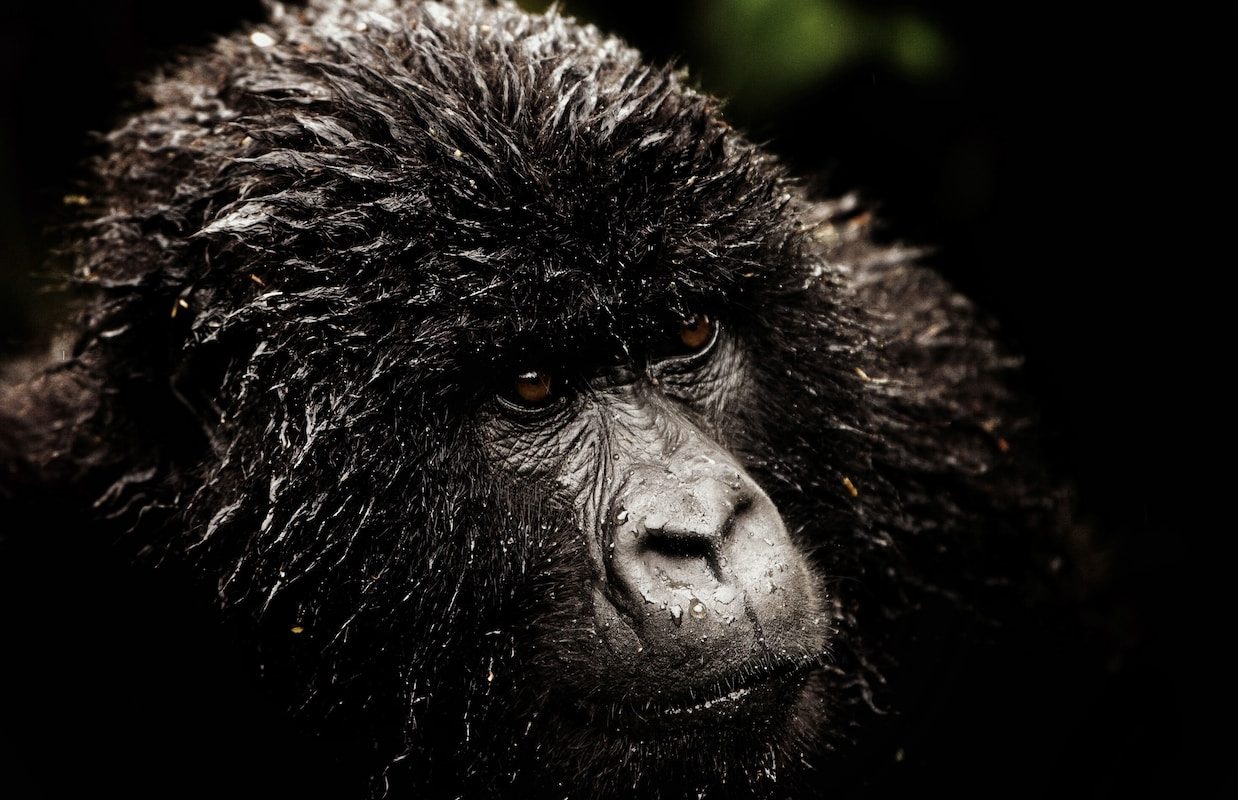 a close up of a gorilla