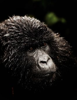 5 Days Gorillas And Wildlife Rwanda