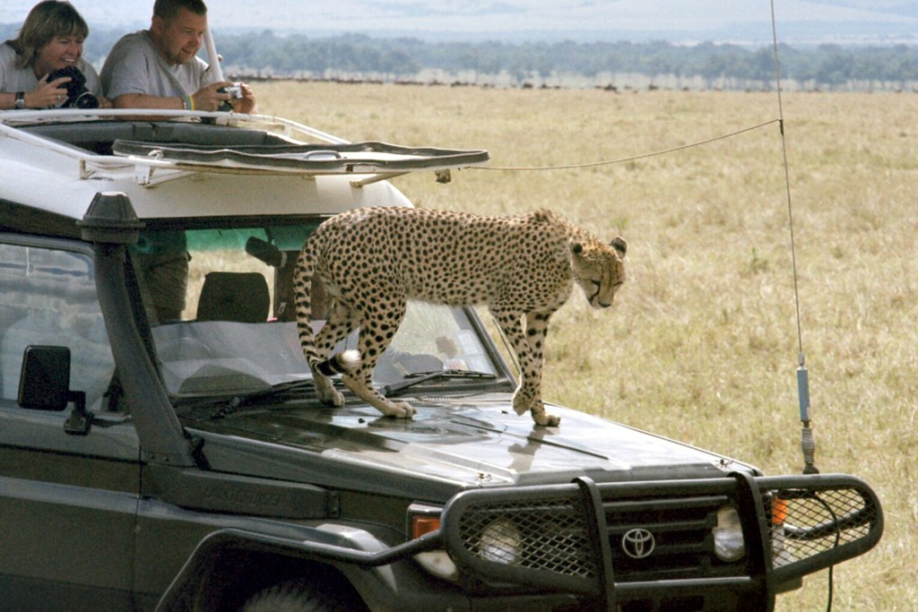 travel safari