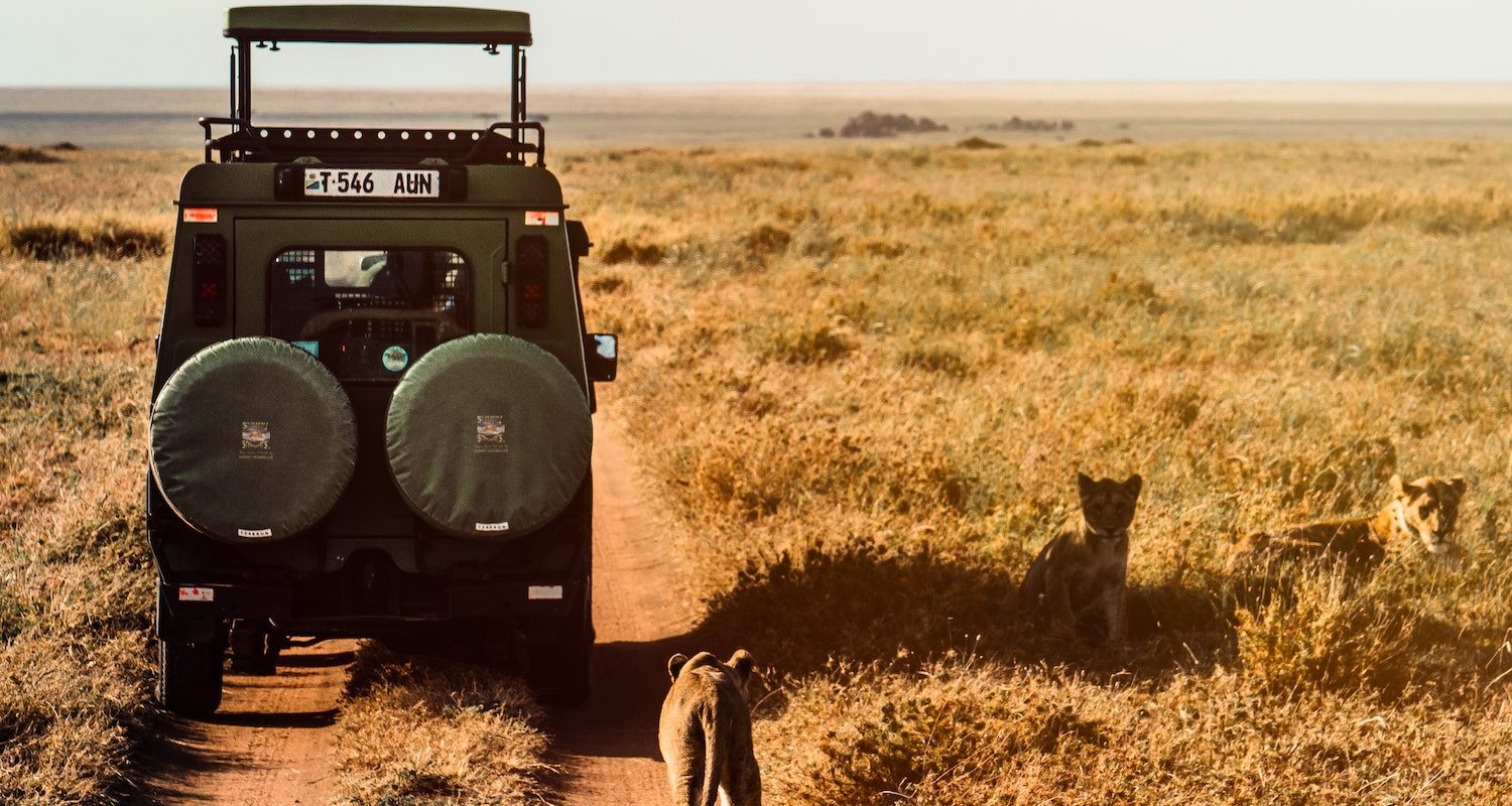 An Off Road Car Moving on a Safari Surrounded by Lions