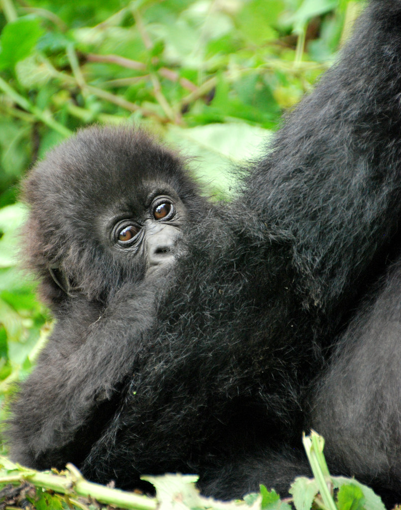 baby gorilla