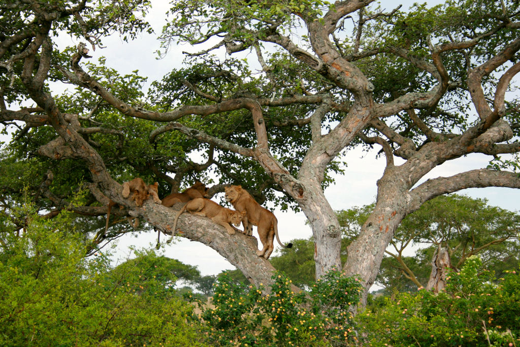 Ishasha climbing lions