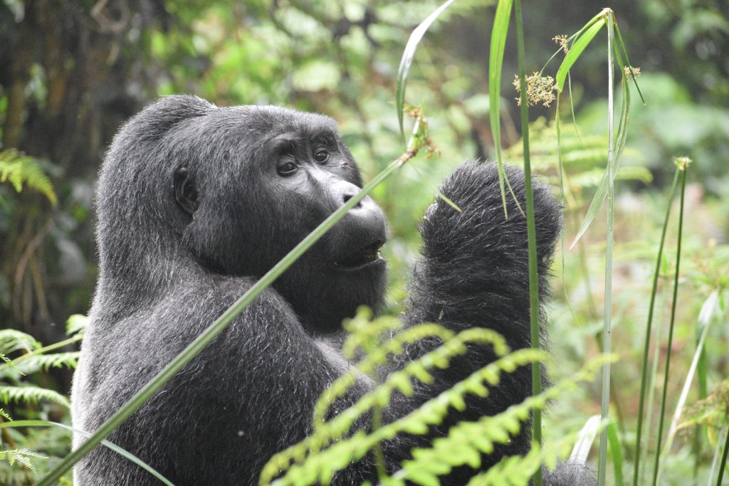 a couple of monkeys eating leaves