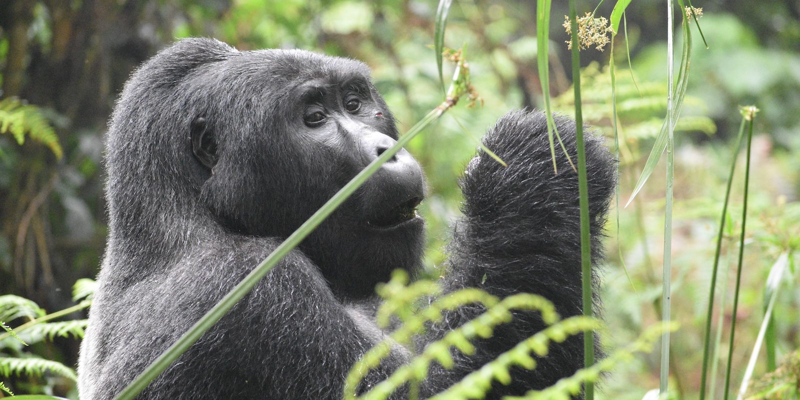 a couple of monkeys eating leaves