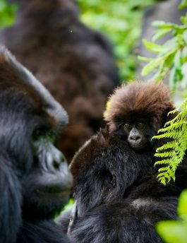 7 Days All-Round Rwanda Safari